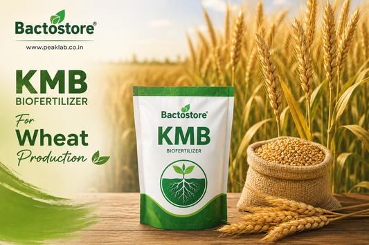 KMB biofertilizer for wheat production