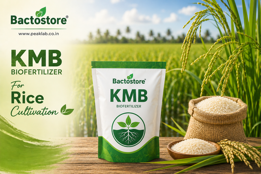 KMB biofertilizer for  rice cultivation