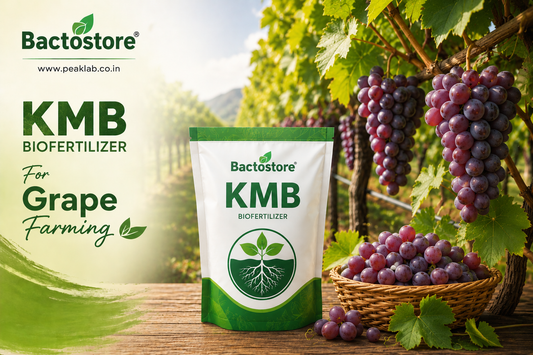 KMB biofertilizer  for grape farming