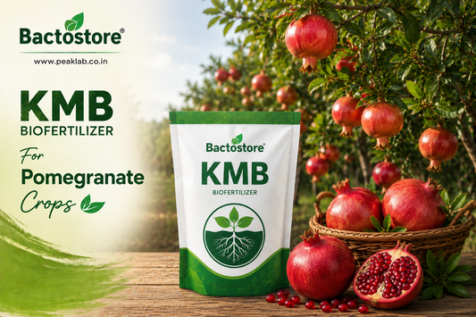 KMB biofertilizer  for pomegranate crops