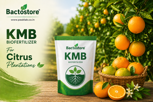 KMB biofertilizer for citrus plantations