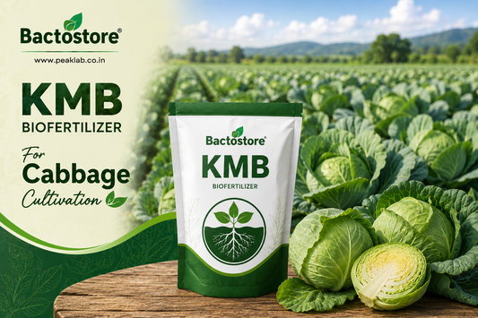 KMB biofertilizer for cabbage cultivation