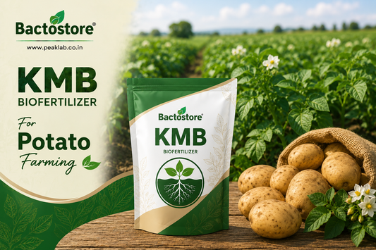 KMB biofertilizer  potato farming