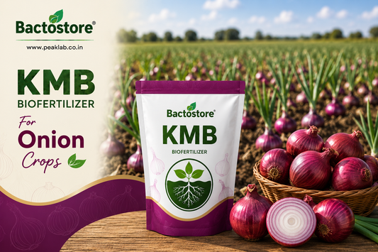KMB biofertilizer for onion crops