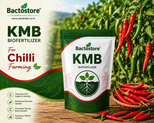 KMB biofertilizer for chilli farming
