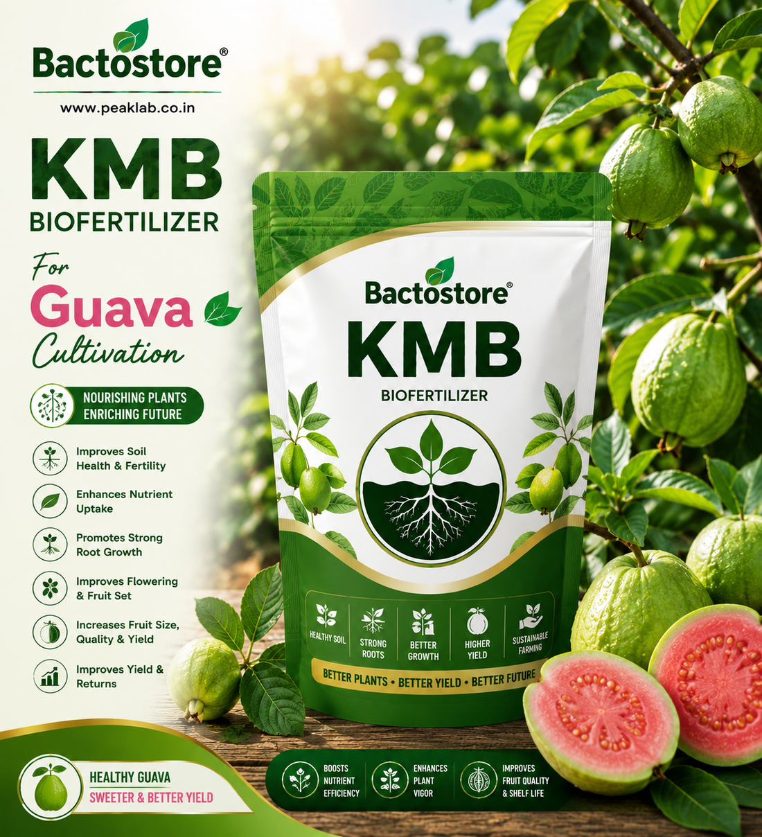 KMB biofertilizer for guava cultivation