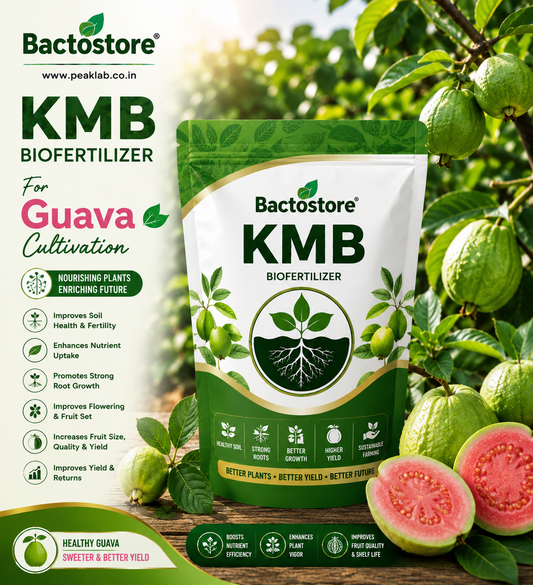 KMB biofertilizer for guava cultivation