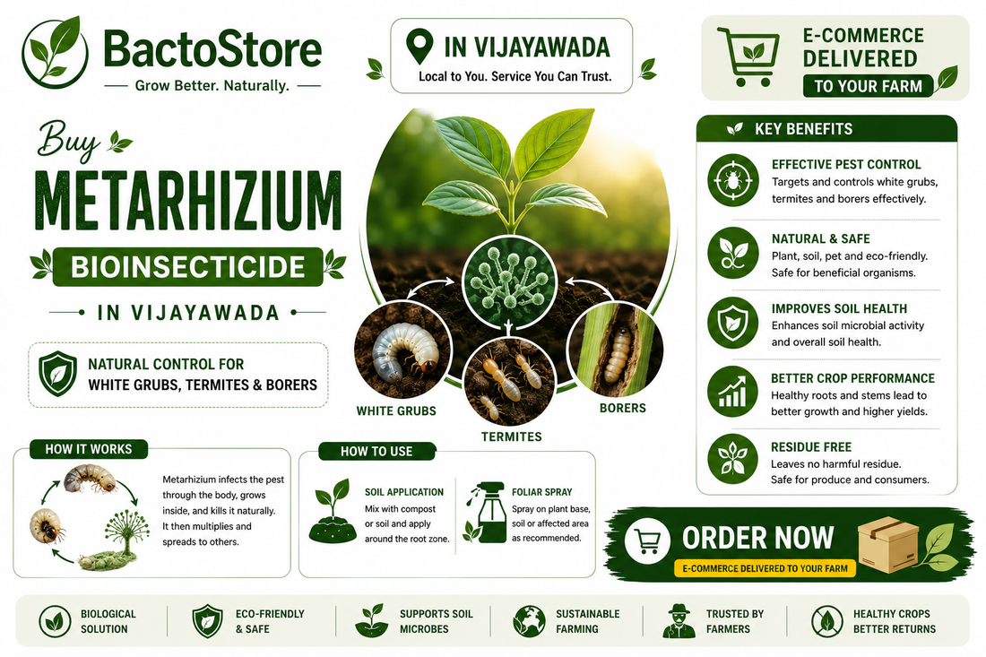 Buy Metarhizium Bioinsecticide in Vijayawada – Natural Control for White Grubs, Termites &amp; Borers