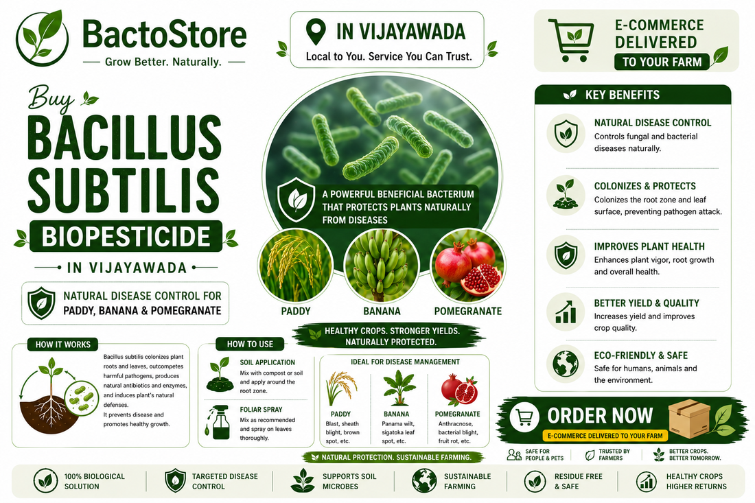 Buy Bacillus subtilis Biopesticide in Vijayawada – Natural Disease Control for Paddy, Banana & Pomegranate
