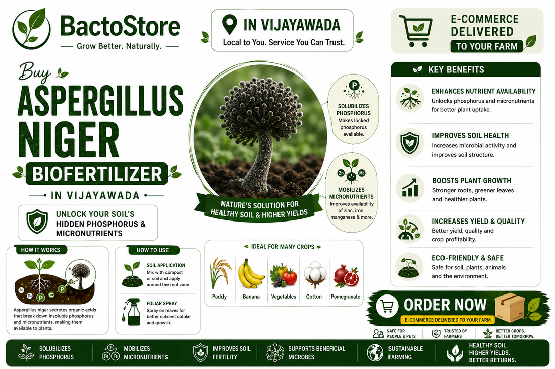 Buy Aspergillus niger Biofertilizer in Vijayawada – Unlock Your Soil’s Hidden Phosphorus &amp; Micronutrients