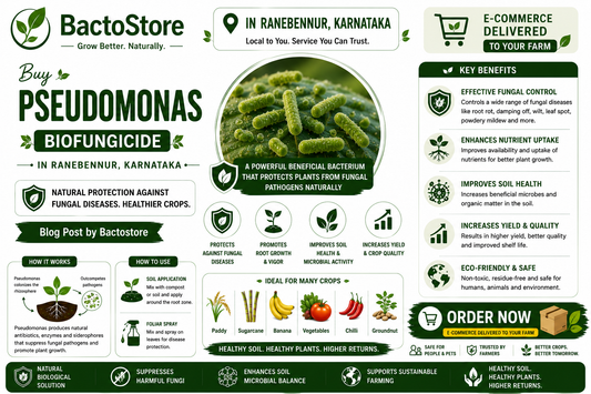 Buy Pseudomonas Biofungicide in Ranebennur, Karnataka – Blog Post by Bactostore