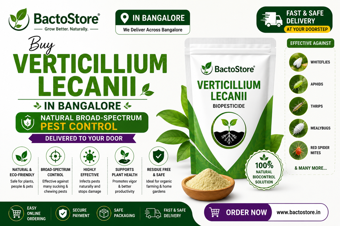 Buy Verticillium lecanii in Bangalore – Natural Broad‑Spectrum Pest Control, Delivered to Your Door