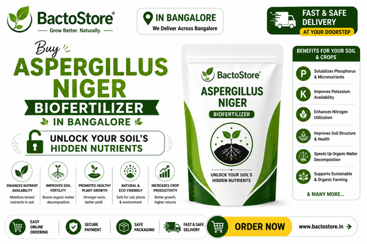 Buy Aspergillus niger Biofertilizer in Bangalore – Unlock Your Soil’s Hidden Nutrients