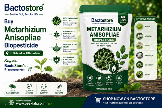 Buy Metarhizium Anisopliae Biopesticide in Dehradun, Uttarakhand – Easy via BactoStore’s E-commerce