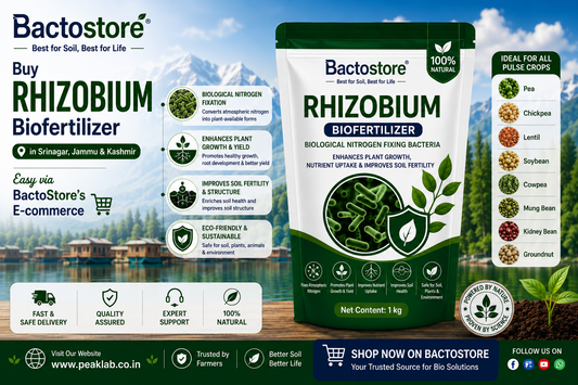 Buy Rhizobium Biofertilizer in Srinagar – Easy via BactoStore’s E-commerce