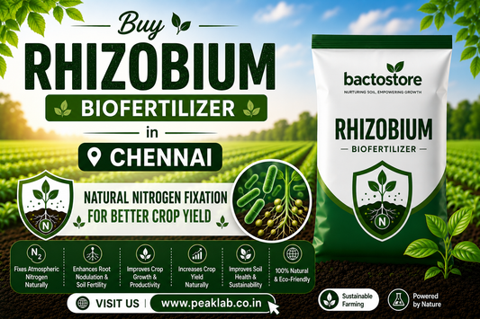 Buy Rhizobium Biofertilizer in Chennai – Natural Nitrogen Fixation for Better Crop Yield