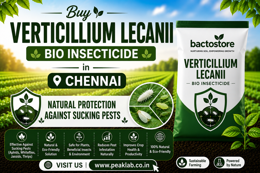 Buy Verticillium Lecanii Bio Insecticide in Chennai – Natural Protection Against Sucking Pests