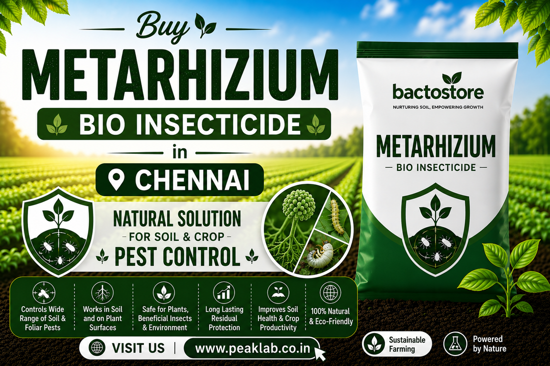Buy Metarhizium Bio Insecticide in Chennai – Natural Solution for Soil and Crop Pest Control