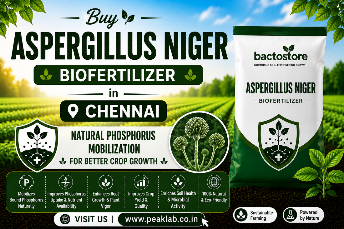 Buy Aspergillus Niger Biofertilizer in Chennai – Natural Phosphorus Mobilization for Better Crop Growth