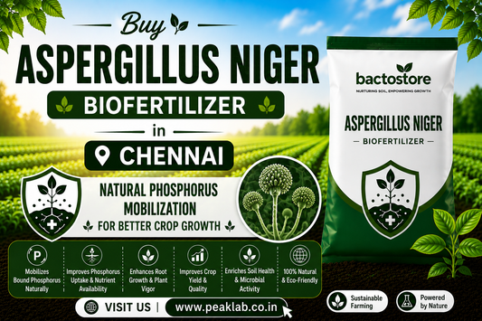 Buy Aspergillus Niger Biofertilizer in Chennai – Natural Phosphorus Mobilization for Better Crop Growth