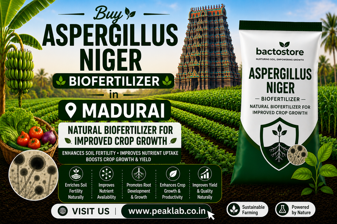 Buy Aspergillus Niger in Madurai – Natural Biofertilizer for Improved Crop Growth