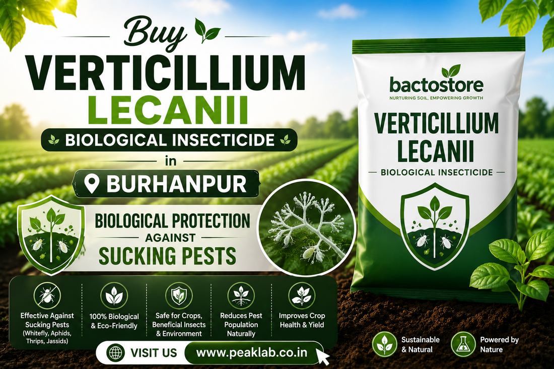 Buy Verticillium Lecanii in Burhanpur – Biological Protection Against Sucking Pests