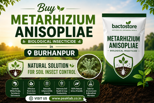 Buy Metarhizium Anisopliae in Burhanpur – Natural Solution for Soil Insect Control