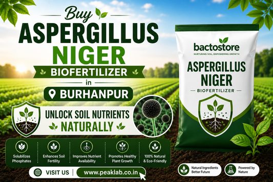 Buy Aspergillus Niger Biofertilizer in Burhanpur – Unlock Soil Nutrients Naturally