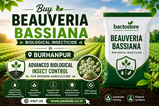 Buy Beauveria Bassiana in Burhanpur – Advanced Biological Insect Control for Modern Agriculture