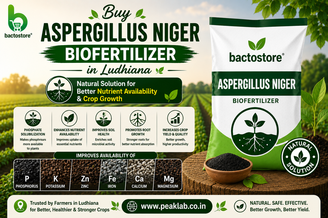 Buy Aspergillus Niger Biofertilizer in Ludhiana – Natural Solution for Better Nutrient Availability and Crop Growth