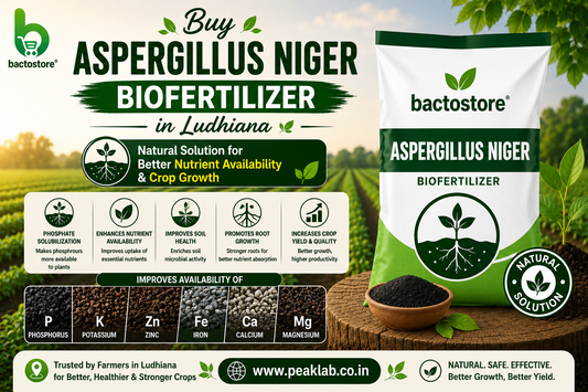 Buy Aspergillus Niger Biofertilizer in Ludhiana – Natural Solution for Better Nutrient Availability and Crop Growth