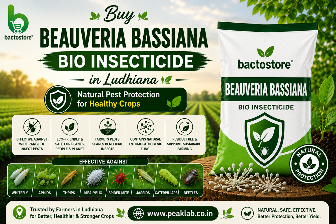 Buy Beauveria Bassiana Bio Insecticide in Ludhiana – Natural Pest Protection for Healthy Crops
