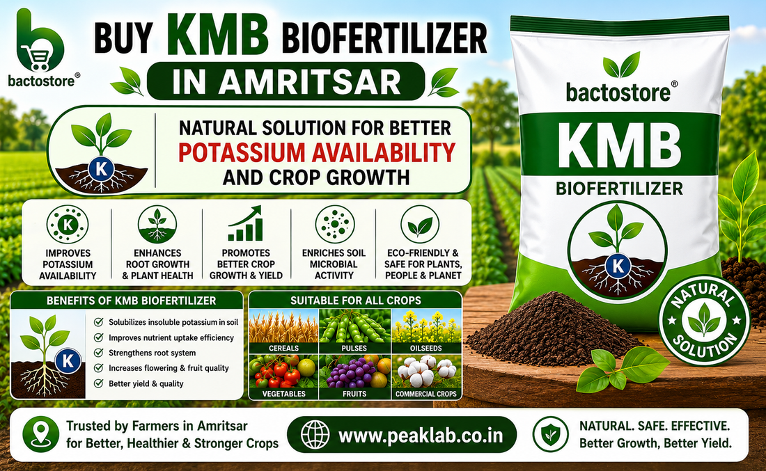 Buy KMB Biofertilizer in Amritsar – Natural Solution for Better Potassium Availability and Crop Growth