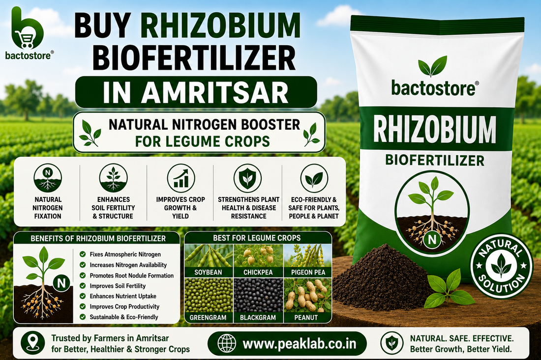 Buy Rhizobium Biofertilizer in Amritsar – Natural Nitrogen Booster for Legume Crops