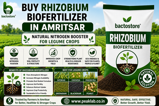 Buy Rhizobium Biofertilizer in Amritsar – Natural Nitrogen Booster for Legume Crops