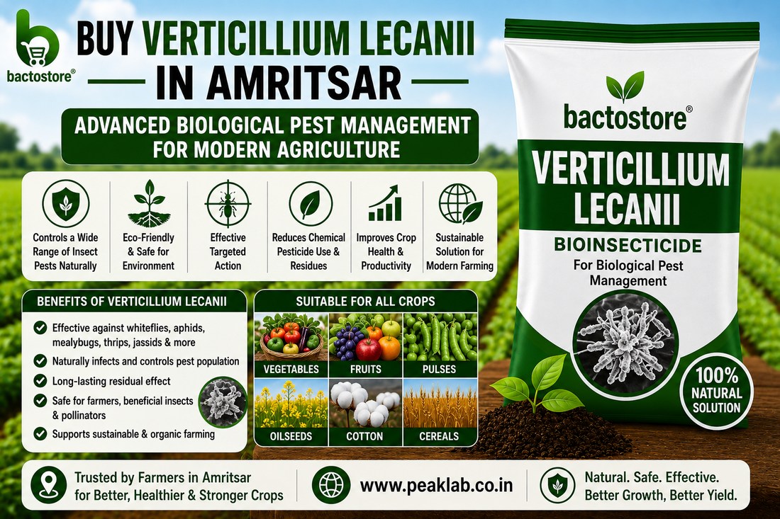 Buy Verticillium Lecanii in Amritsar – Advanced Biological Pest Management for Modern Agriculture