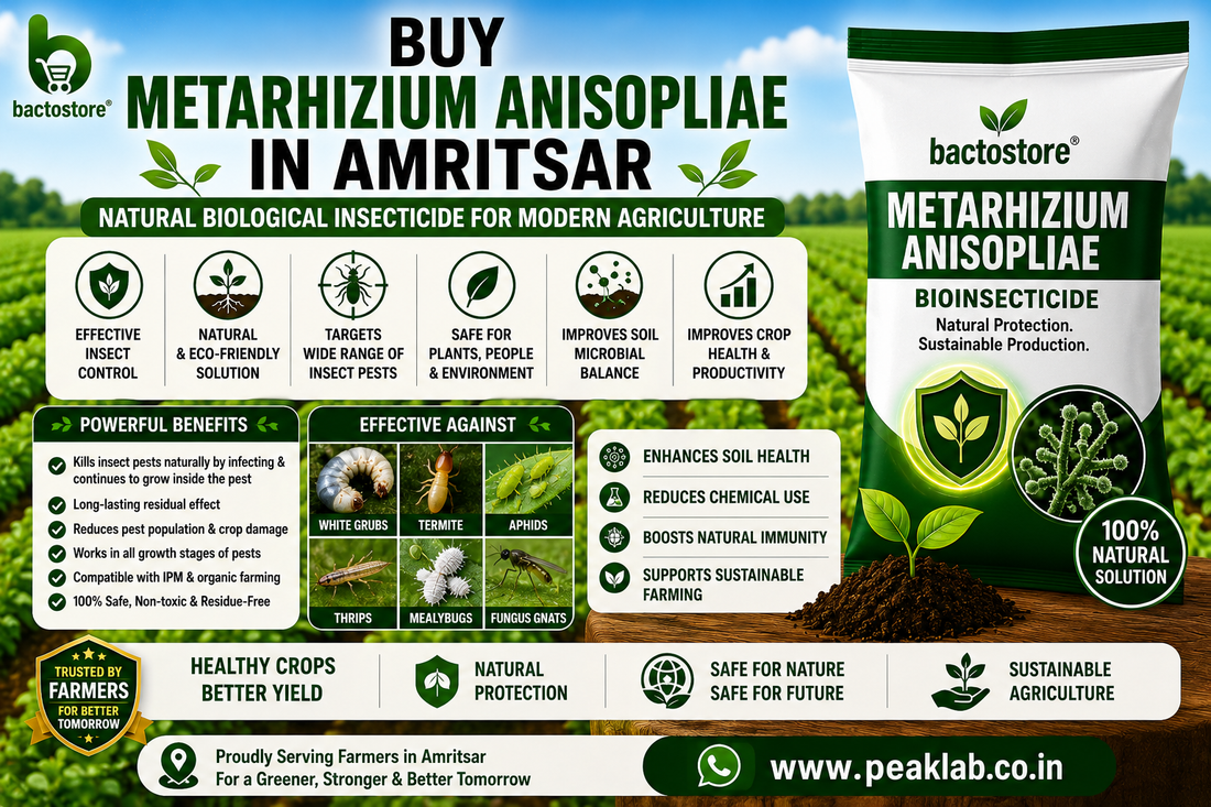 Buy Metarhizium Anisopliae in Amritsar – Natural Biological Insecticide for Modern Agriculture