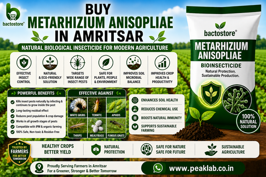 Buy Metarhizium Anisopliae in Amritsar – Natural Biological Insecticide for Modern Agriculture
