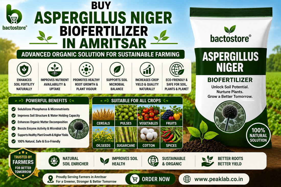Buy Aspergillus Niger Biofertilizer in Amritsar – Advanced Organic Solution for Sustainable Farming