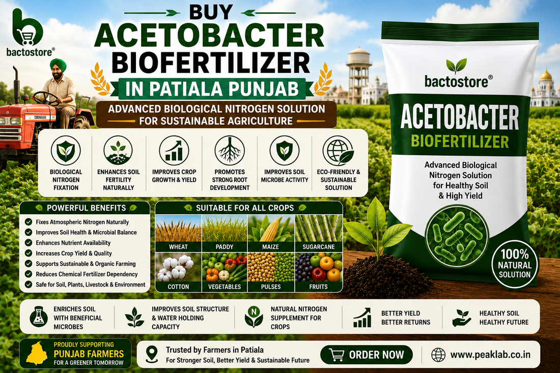 Buy Acetobacter Biofertilizer in Patiala Punjab – Advanced Biological Nitrogen Solution for Sustainable Agriculture