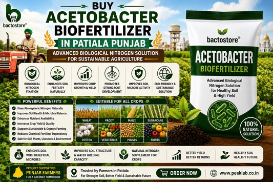Buy Acetobacter Biofertilizer in Patiala Punjab – Advanced Biological Nitrogen Solution for Sustainable Agriculture