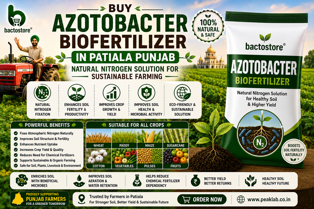 Buy Azotobacter Biofertilizer in Patiala Punjab – Natural Nitrogen Solution for Sustainable Farming