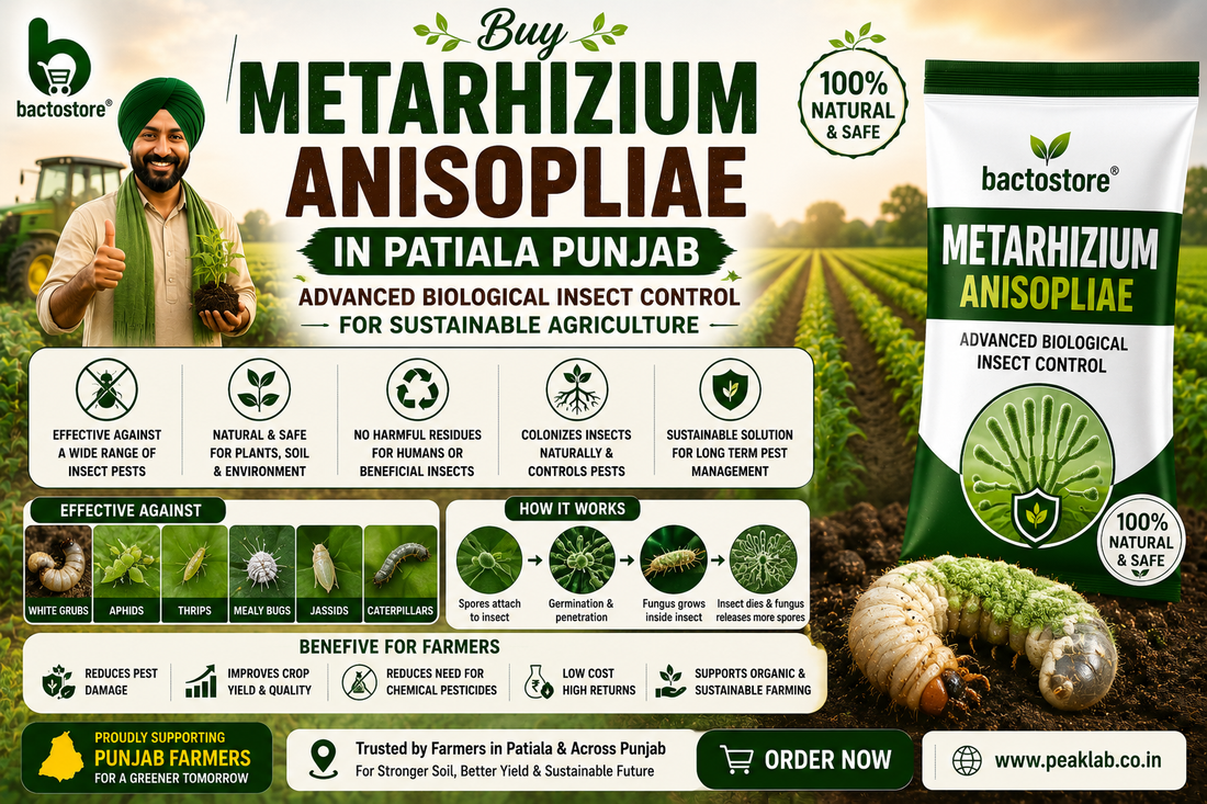 Buy Metarhizium Anisopliae in Patiala Punjab – Advanced Biological Insect Control for Sustainable Agriculture