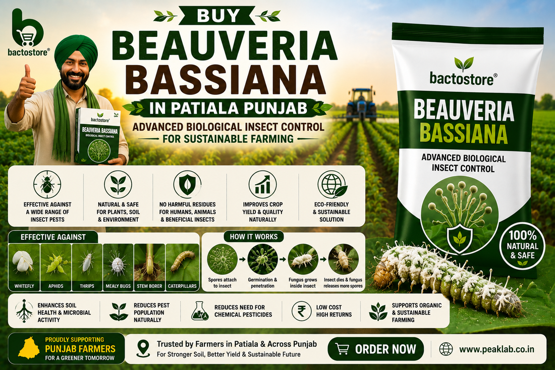 Buy Beauveria Bassiana in Patiala Punjab – Advanced Biological Insect Control for Sustainable Farming
