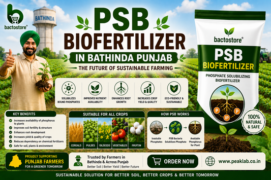 PSB Biofertilizer in Bathinda Punjab – The Future of Sustainable Farming