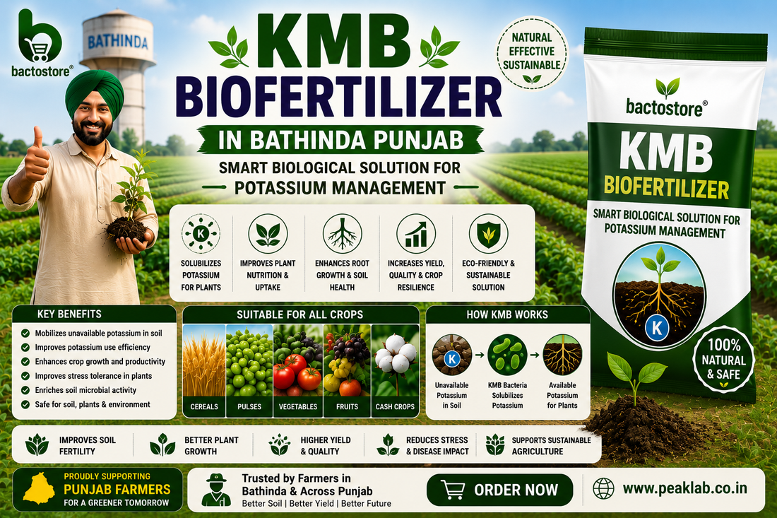 KMB Biofertilizer in Bathinda Punjab – Smart Biological Solution for Potassium Management