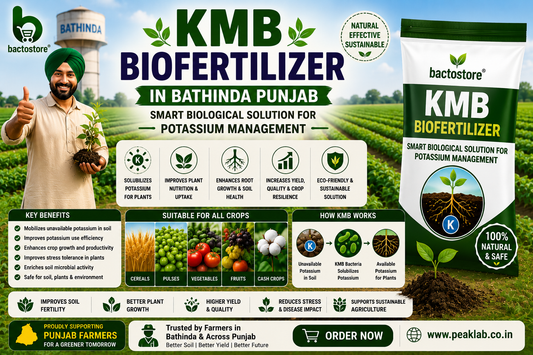 KMB Biofertilizer in Bathinda Punjab – Smart Biological Solution for Potassium Management