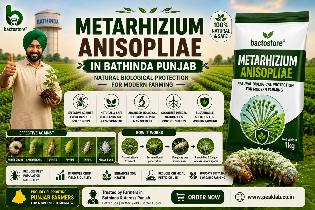 Metarhizium Anisopliae in Bathinda Punjab – Natural Biological Protection for Modern Farming