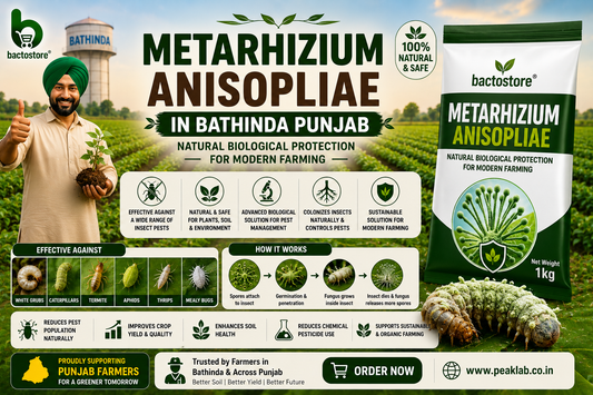 Metarhizium Anisopliae in Bathinda Punjab – Natural Biological Protection for Modern Farming