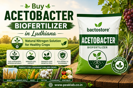 Buy Acetobacter Biofertilizer in Ludhiana – Natural Nitrogen Solution for Healthy Crops
